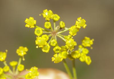 Panais cultivé, Pastinacier Pastinaca sativa L., 1753