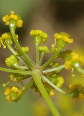 Panais cultivé, Pastinacier Pastinaca sativa L., 1753