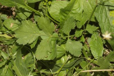 Panais cultivé, Pastinacier Pastinaca sativa L., 1753