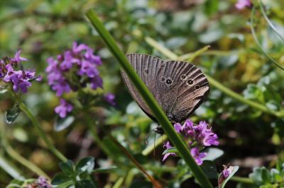 Tristan (Le) Aphantopus hyperantus (Linnaeus, 1758)