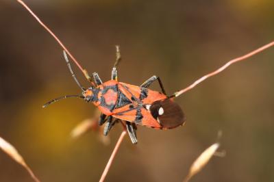  Spilostethus pandurus (Scopoli, 1763)