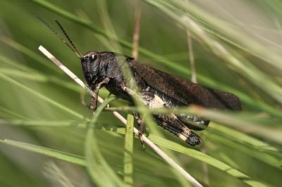 OEdipode stridulante Psophus stridulus (Linnaeus, 1758)