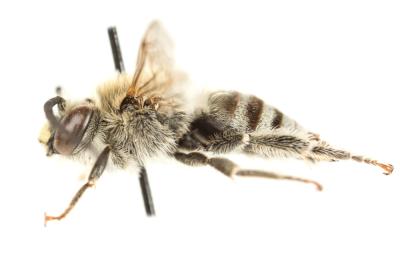 Eucère de la salicaire Tetraloniella salicariae (Lepeletier, 1841)