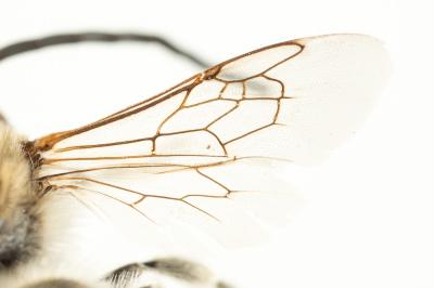 Eucère de la salicaire Tetraloniella salicariae (Lepeletier, 1841)