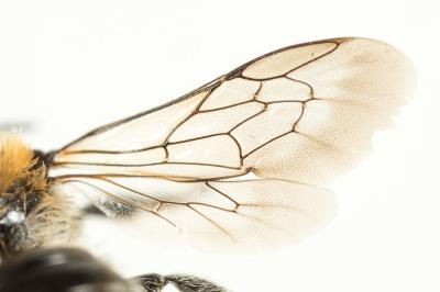  Hoplitis mitis (Nylander, 1852)