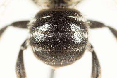  Hoplitis mitis (Nylander, 1852)