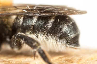  Hoplitis mitis (Nylander, 1852)