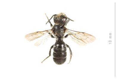  Hoplitis leucomelana (Kirby, 1802)