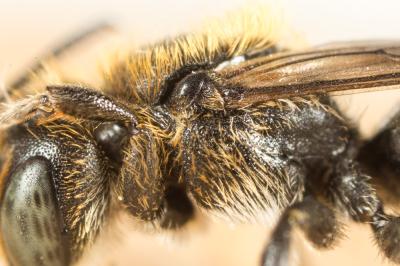  Hoplitis leucomelana (Kirby, 1802)