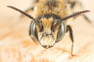  Hoplitis leucomelana (Kirby, 1802)