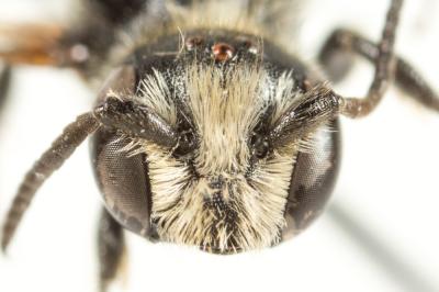  Hoplitis leucomelana (Kirby, 1802)
