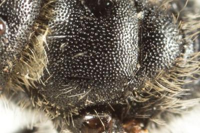  Hoplitis leucomelana (Kirby, 1802)