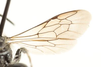 Hoplitis leucomelana (Kirby, 1802)