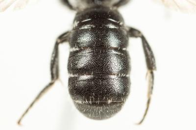  Hoplitis leucomelana (Kirby, 1802)
