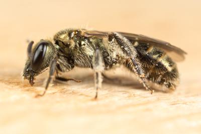  Lasioglossum nitidulum (Fabricius, 1804)