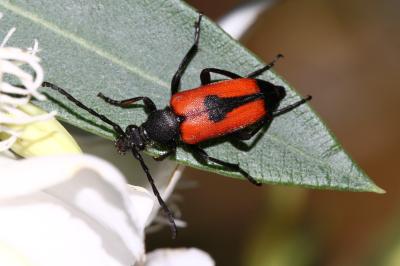  Stictoleptura cordigera (Fuessly, 1775)