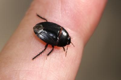  Macroscytus Fieber, 1860