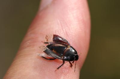  Macroscytus Fieber, 1860