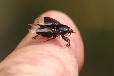  Macroscytus Fieber, 1860