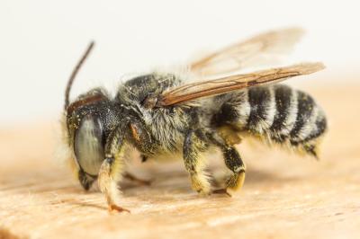  Megachile burdigalensis Benoist, 1940