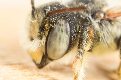  Megachile burdigalensis Benoist, 1940