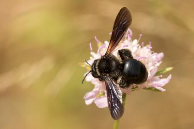  Andrena morio Brullé, 1832