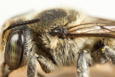  Megachile deceptoria Pérez, 1890