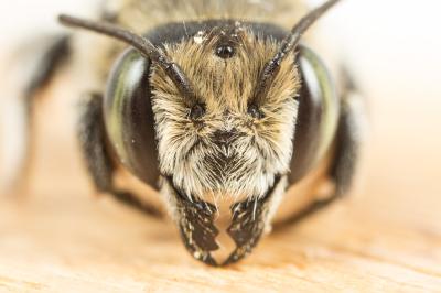  Megachile deceptoria Pérez, 1890