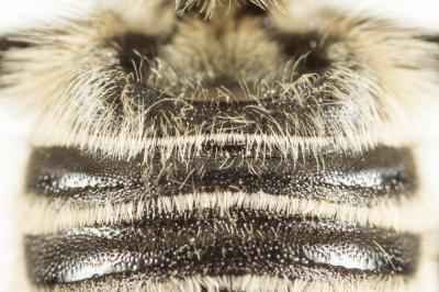  Megachile deceptoria Pérez, 1890