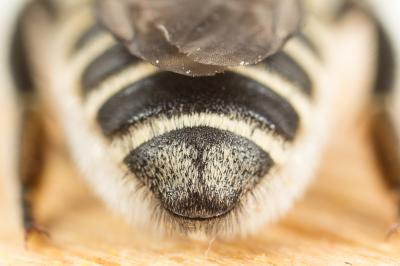  Megachile deceptoria Pérez, 1890