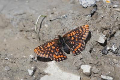 Damier du Chèvrefeuille (Le) Euphydryas intermedia (Ménétriès, 1859)