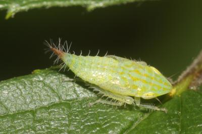  Fieberiella florii (Stål, 1864)