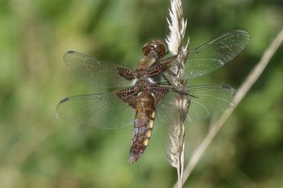 Libellule déprimée (La) Libellula depressa Linnaeus, 1758