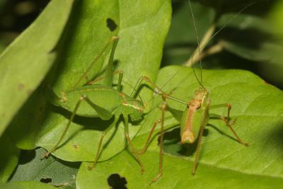 Leptophye ponctuée, Sauterelle ponctuée, Barbitist Leptophyes punctatissima (Bosc, 1792)