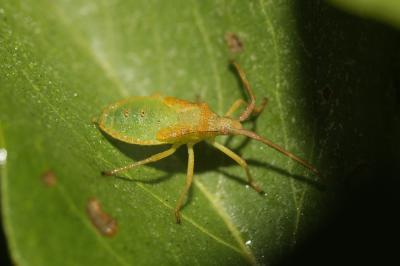Gonocère du buis Gonocerus acuteangulatus (Goeze, 1778)