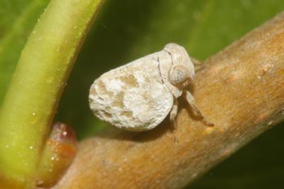  Hysteropterum dolichotum Gnezdilov & Mazzoni, 2004