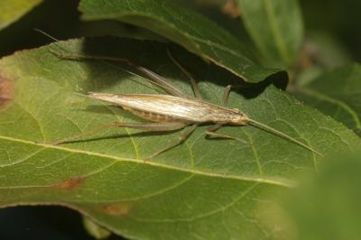 Grillon d'Italie, Oecanthe transparent, Grillon tr Oecanthus pellucens (Scopoli, 1763)