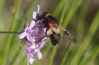 Volucelle à ventre blanc en devant Volucella pellucens (Linnaeus, 1758)