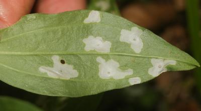  Coleophora saponariella Heeger, 1848