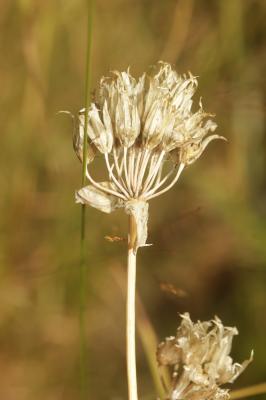 Civette, Ciboulette, Ciboule Allium schoenoprasum L., 1753