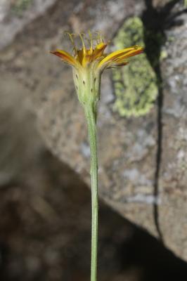 Liondent d'automne Scorzoneroides autumnalis (L.) Moench, 1794