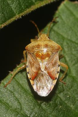 Elasmucha sociale, Punaise du bouleau Elasmucha grisea (Linnaeus, 1758)
