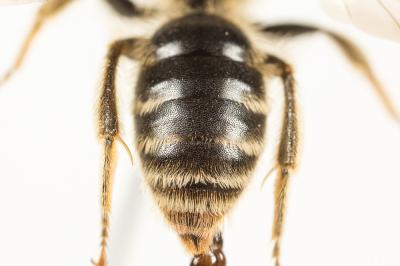  Andrena pandellei Pérez, 1895