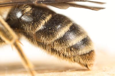  Andrena pandellei Pérez, 1895