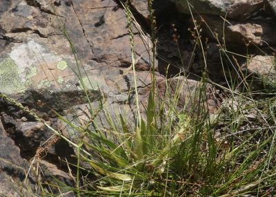 Spiranthe d'été Spiranthes aestivalis (Poir.) Rich., 1817