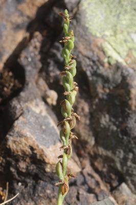 Spiranthe d'été Spiranthes aestivalis (Poir.) Rich., 1817