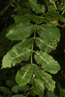  Dasineura fraxini (Bremi, 1847)
