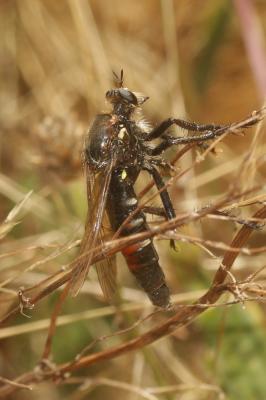  Dasypogon diadema (Fabricius, 1781)