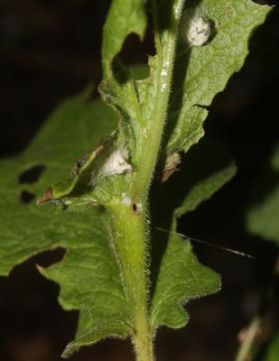  Tephritis arnicae (Linnaeus, 1758)