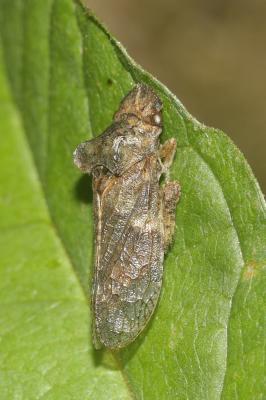 Grand Diable Ledra aurita (Linnaeus, 1758)